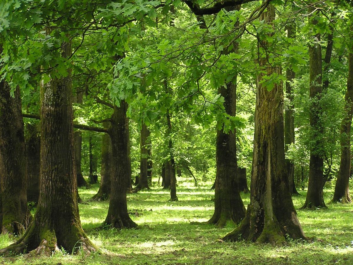 منزل الضيف Muzilovcica  في Rural Tourism Family Ravlic المظهر الخارجي الصورة