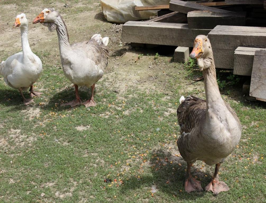 منزل الضيف Muzilovcica  في Rural Tourism Family Ravlic المظهر الخارجي الصورة
